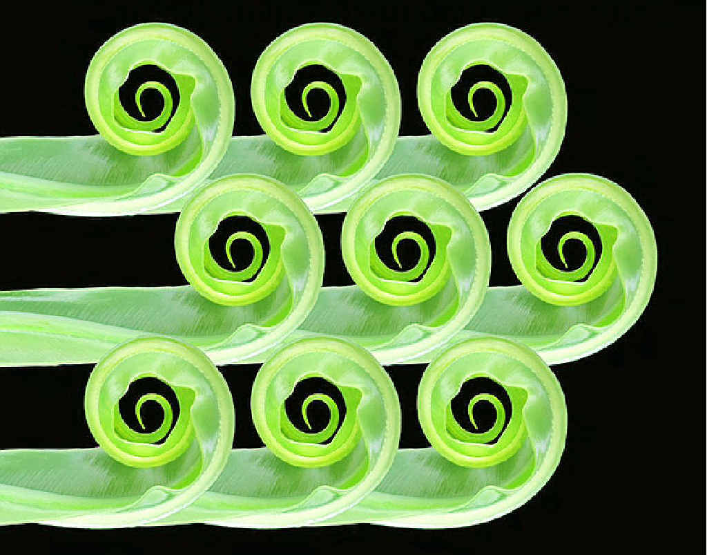Asplenium by Val Mace Asplenium by Val Mace